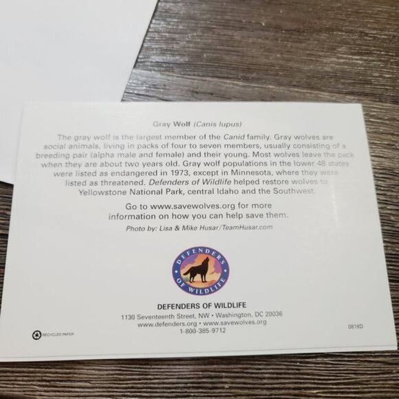 Defenders of Wildlife Gray Wolf Canis Lupus Blank Notecards - Picture 8 of 9